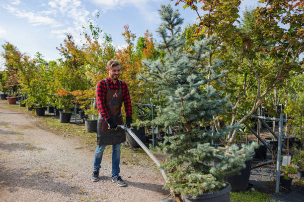 Best Best Tree Removal Services  in Carbondale, IL